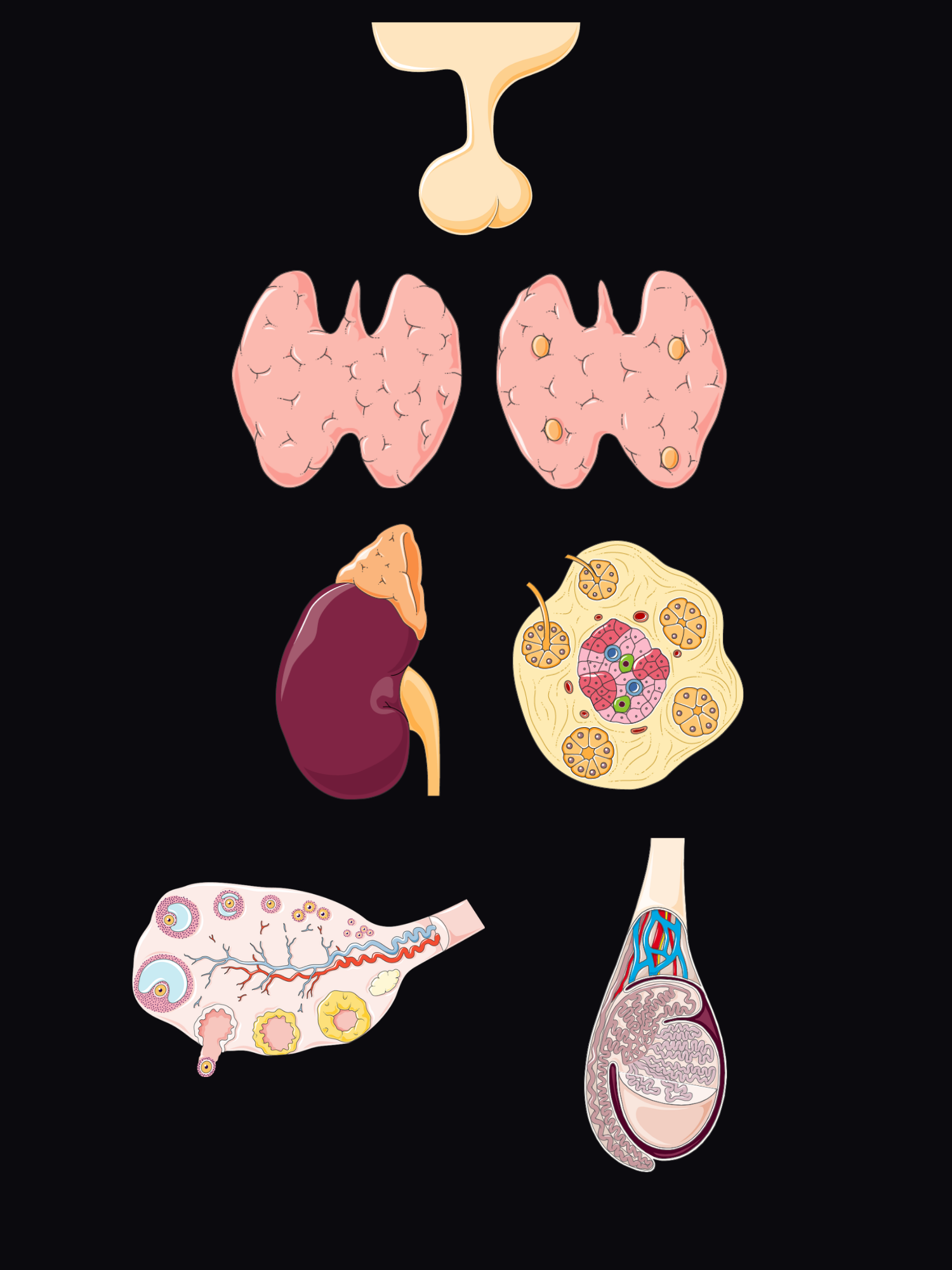 Exploded view of the endocrine glands from head to pelvis: pituitary, thyroid front and back with the parathyroids, adrenal on the kidney, an islet of Langerhans, and the ovary and testis.