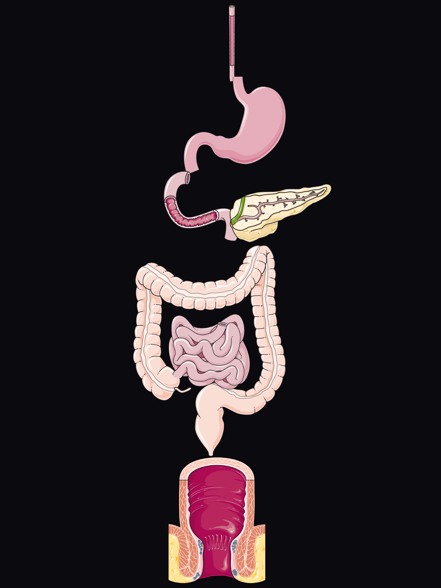 Exploded view of the whole gut joined end to end: oesophagus into stomach, duodenum with the pancreas, small bowel within the colon from caecum to sigmoid, then the rectum and anal canal.