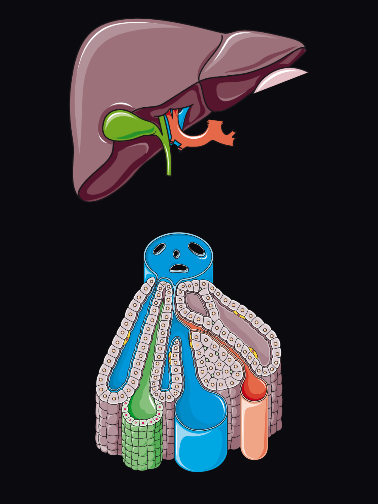 Exploded view of the liver: the liver from below with the gallbladder, common bile duct, portal vein and hepatic artery, and a liver lobule showing hepatocyte plates, sinusoids and the portal triad.