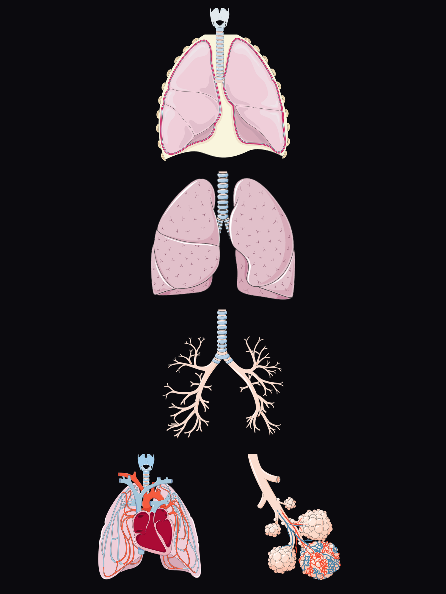 Exploded view of the lungs from the outside in: the chest with the pleura, both lungs with their lobes, the trachea and bronchial tree, the pulmonary circulation and the alveoli.