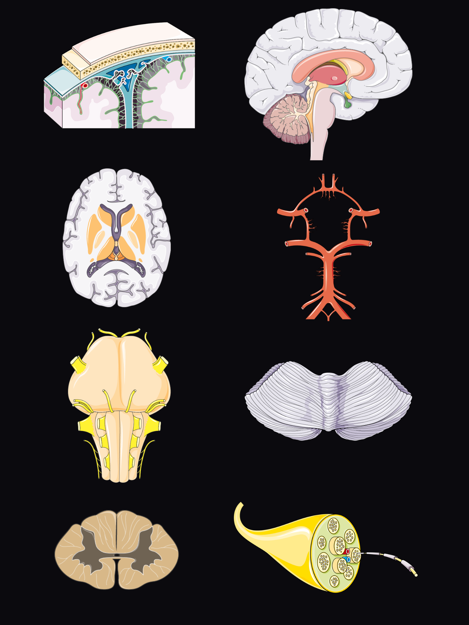 Exploded view of the nervous system from brain to periphery: meninges, the brain in sagittal section, an axial slice through the basal ganglia, the circle of Willis, the brainstem with cranial nerves, the cerebellum, a spinal cord cross-section and a peripheral nerve.