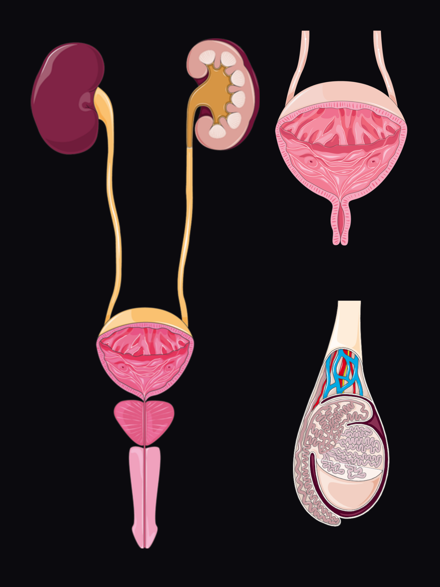 Exploded view of the male urinary tract: kidneys, ureters, bladder, prostate and urethra, with a close-up of the opened bladder and a section through the testis and epididymis.
