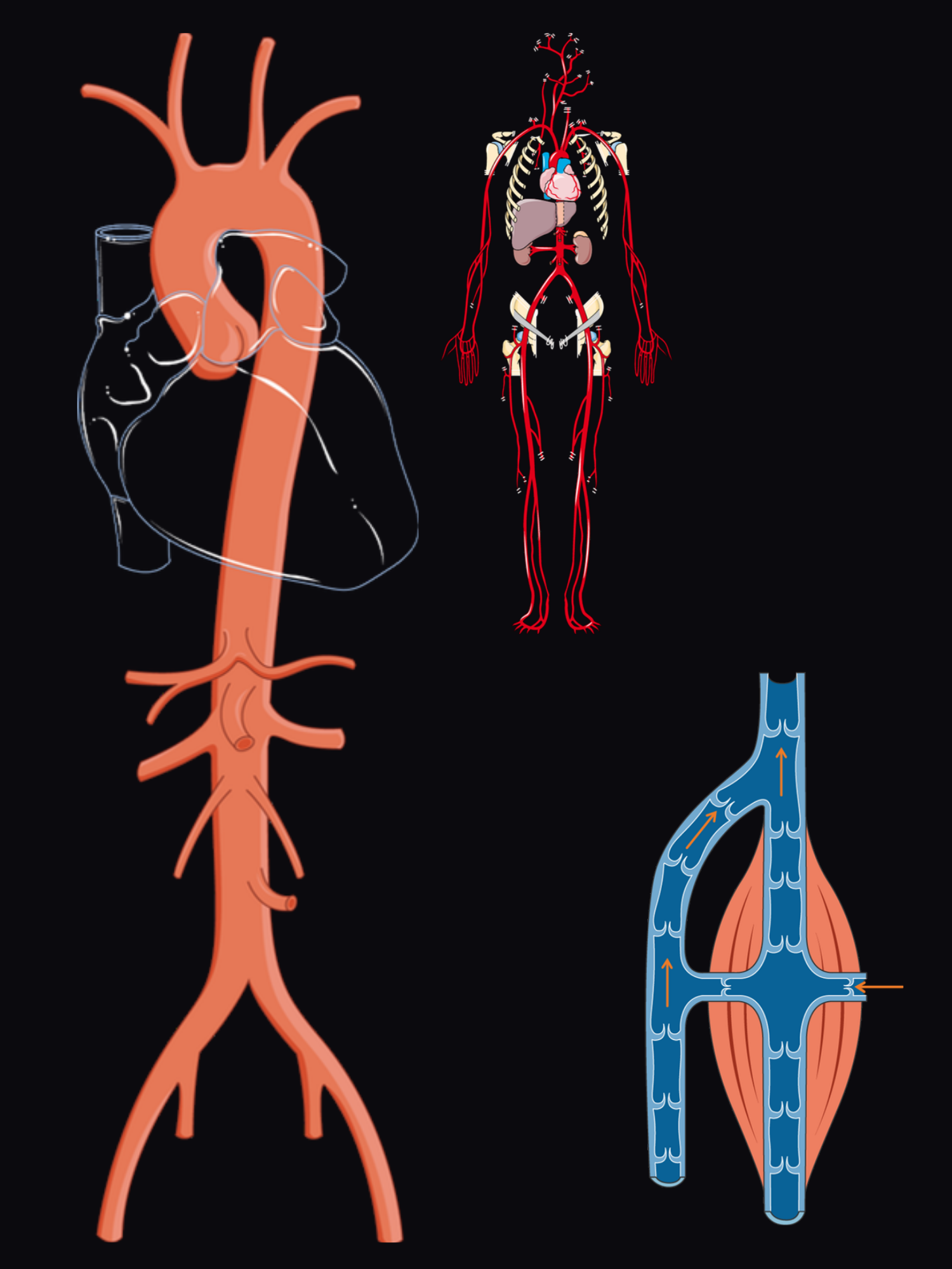 Exploded view of the vascular system: the aorta from the arch and carotid arteries down to the iliac bifurcation, the whole arterial tree to the feet, and the leg veins with their valves and calf muscle pump.
